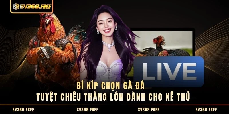 Bí Kíp Chọn Gà Đá - Tuyệt Chiêu Thắng Lớn Dành Cho Kê Thủ