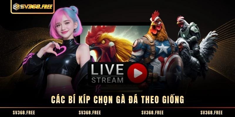 Các bí kíp chọn gà đá theo giống
