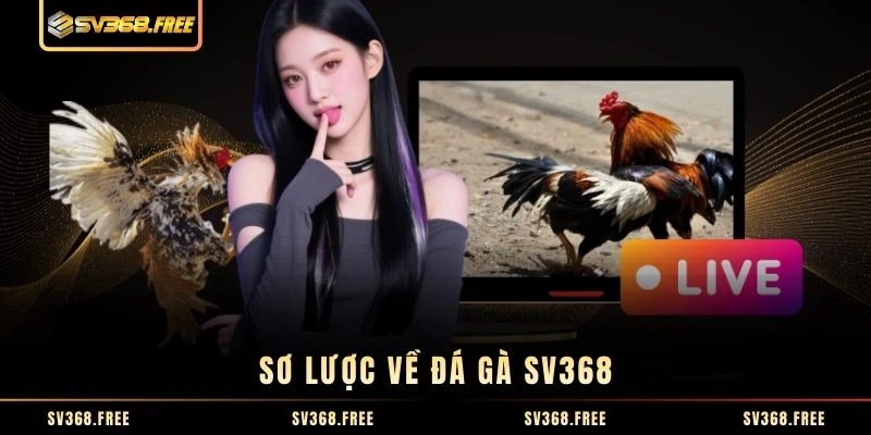 Sơ lược về đá gà SV368